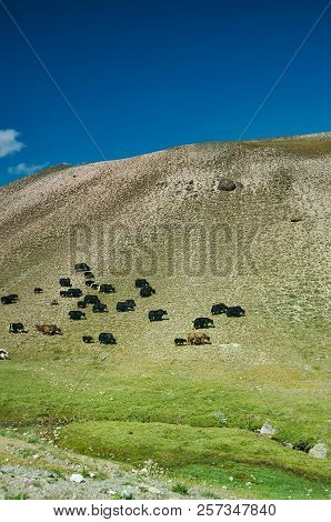 Yaks At Pik Lenin, Sary Mogul, Altai And Pamir Mountains, Kyrgyzstan, Central Asia