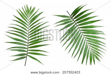 Set With Tropical Howea Palm Tree Leaves On White Background