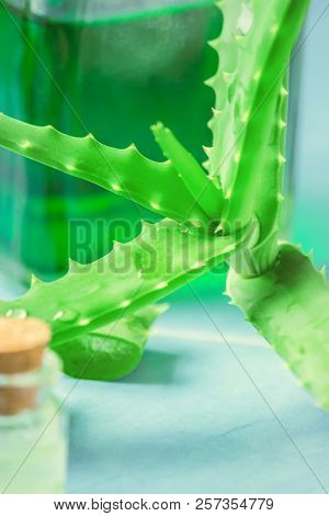 Aloe Vera Extract In A Small Bottle And Pieces On The Table. Selective Focus.