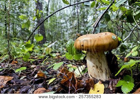 Mushroom With The Latin Name Russula Foetens Grew Up In The Forest On Old Leaves