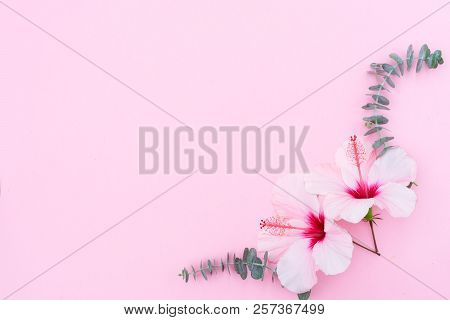 Wellness Flat Lay Background With Hibiscus Flowers And Eucaliptus Twigs On Pink Background With Copy