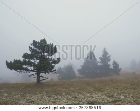 Mountain Trees In Fog. One Pine Tree In Fogy. Copy Space For Text.