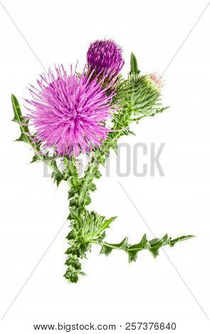 Milk Thistle Flower Isolated On White Background Macro