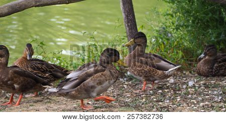 Photography Of A Yellow-billed Duck (scientific Name: Anas Undulata)