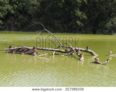 Photography Of Some Ducks On A Tree Branch Above Water