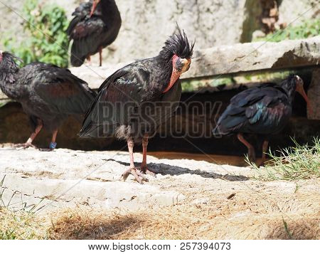 Photography That Is Showing A Northern Bald Ibis (scientific Name: Geronticus Eremita)