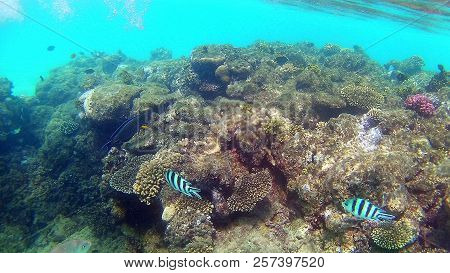 Fish-surgical Akantnuridae, Seabreams And Swim Around A Bright Colored Coral Reef In The Red Sea In