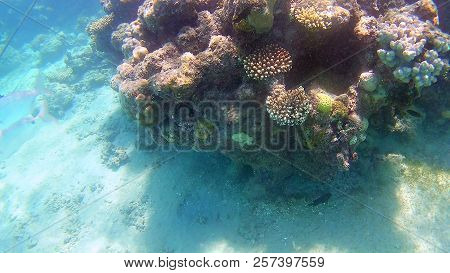 Fish-surgical Akantnuridae, Seabreams And Swim Around A Bright Colored Coral Reef In The Red Sea In