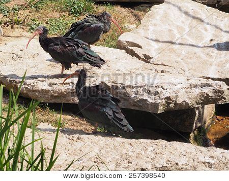 Photography That Is Showing A Northern Bald Ibis (scientific Name: Geronticus Eremita)