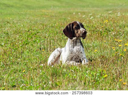 German Shorthaired Pointer, German Kurtshaar One Spotted Puppy  Lying On Green Grass, With Fine Yell