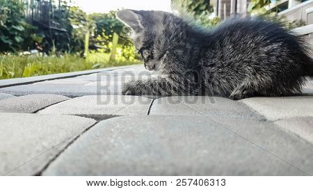 Blue Eyed Kitten Plays In The Yard