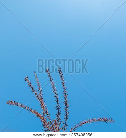 A Unique Photo Of Bright Tender Offshoot  Of A Tree Growing