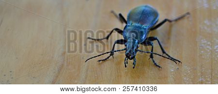 Carabus Coriaceus Is A Predatory Beetle, The Largest Representative Of The Family Of Beetles In The 