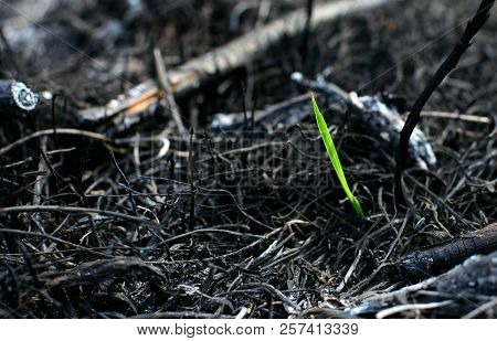 A Small Sprout Makes Its Way Through The Burned Earth. New Life And Purpose Concept.