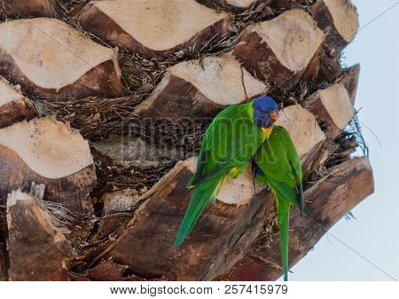 Pair Of Rainbow Lorikeets Preparing A Nest In Spring.