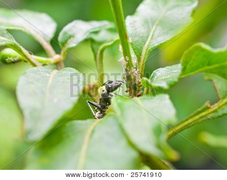 Ant eating aphids