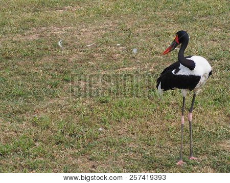 Photography That Is Showing A Saddle-billed Stork (scientific Name: Ephippiorhynchus Senegalensis)