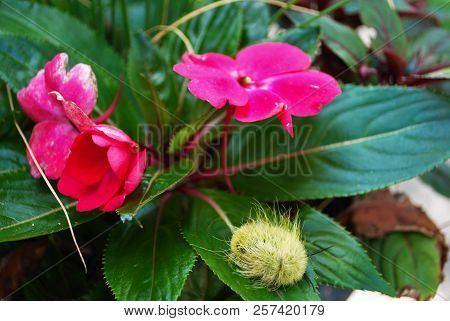 Yellow Wooly Worm Caterpillar On Bright Pink Flower