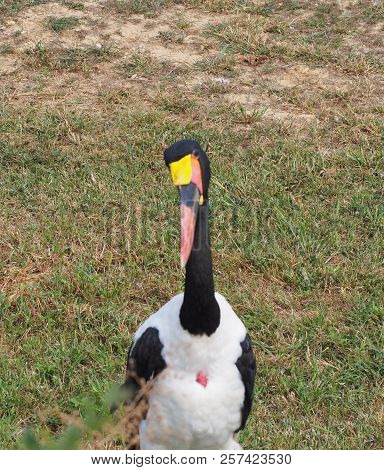Photography That Is Showing A Saddle-billed Stork (scientific Name: Ephippiorhynchus Senegalensis)