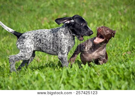 German Shorthaired Pointer, Kurtshaar Two Spotted Little Puppy, Black And Brown In A White Spot, Pla