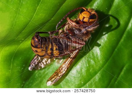 Close Up Macro Of A Dead Hornet On A Green Leaf - Insect In The Genera Vespa And Provespa