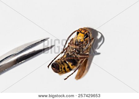 Close Up Macro Of A Dead Hornet And Tweezers On White Background - Insect In The Genera Vespa And Pr