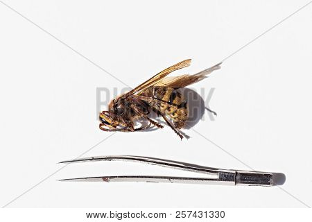 Close Up Macro Of A Dead Hornet And Tweezers On White Background - Insect In The Genera Vespa And Pr