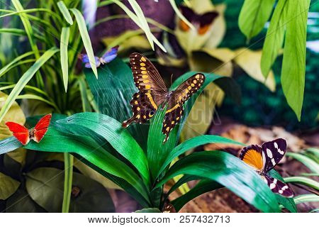 7 June 2018, Milan, Italy: Museum Of Natural History In Milan Represents The Insects World Of Planet