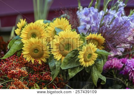 Bouquet Of Of Fresh Bright Sunflowers, Autumn Flowers And Berries, Rustic Summer, Fall, Vivid Backgr