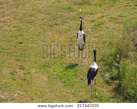 Photography That Is Showing A Saddle-billed Stork (scientific Name: Ephippiorhynchus Senegalensis)