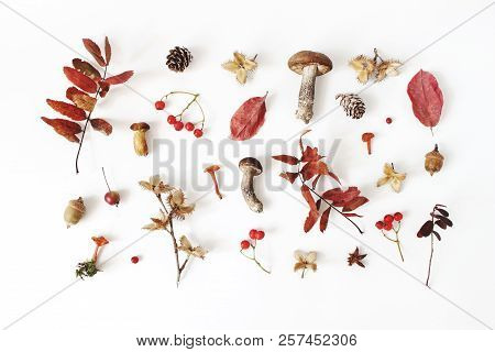 Autumn Styled Botanical Arrangement. Composition Of Mushrooms, Acorns, Pine Cones, Beechnuts, Colorf
