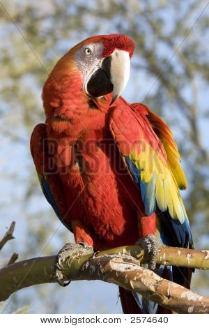 Guacamayo rojo, sentado en una rama