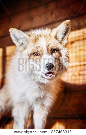 Portrait Of Wild Golden Fox In Enclosure