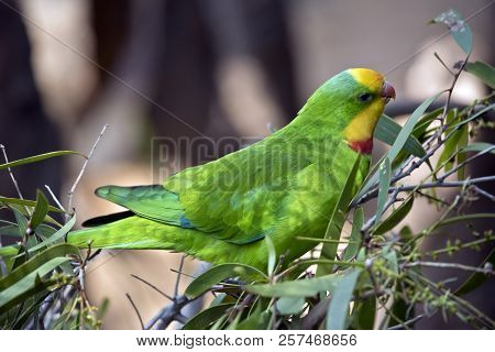This Is A Side View Of A  Superb Parrot