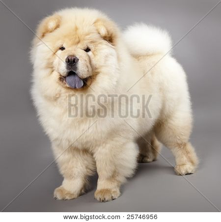 Chow chow (5 måneder) i front afen grå baggrund