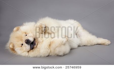 Chow chow (5 måneder) i front afen grå baggrund