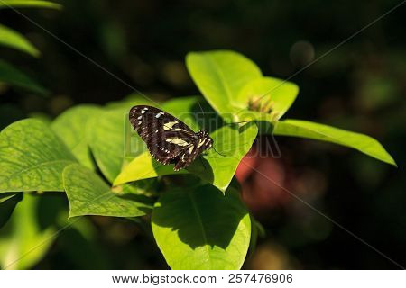 Atthis Butterfly Heliconius Atthis Sits On A Leaf In A Garden. This Butterfly Is Endemic To Western 