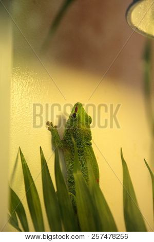 Green Day Gecko Phelsuma Madagascariensis Grandis Kochi Clings To The Walls Of Its Vivarium.