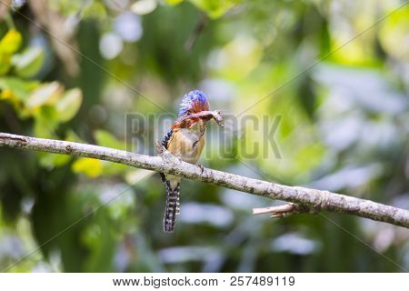 Beautiful Kingfisher Bird Male Of Banded Kingfisher (lacedo Pulchella) Bird Of Thailand.carrying Fro