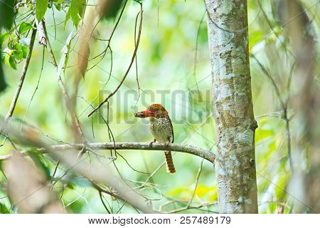 Male Of Banded Kingfisher (lacedo Pulchella) The Beautiful Striped Blue Bird With Big Red Bills Carr