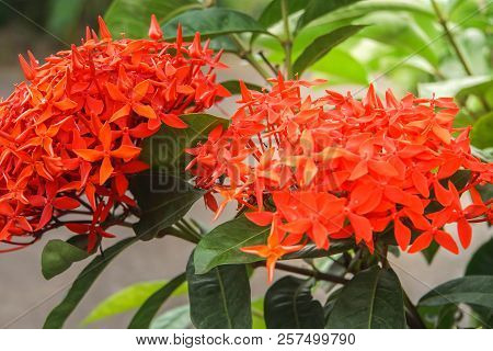 Red Rauvolfia Serpentine Tree Bloom In Garden