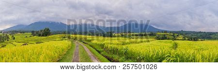 Beautiful Jatiluwih Rice Terraces Against The Background Of Famous Volcanoes In Bali, Indonesia
