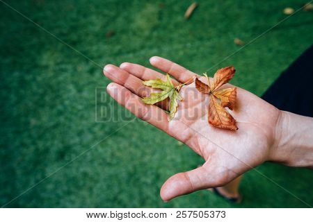 Yellow Autumn Leaves In The Palm Of A Girl.