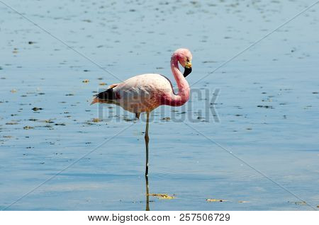 Pink Flamingo - Chaxa Lagoon - Chile