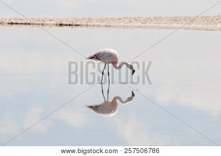 Pink Flamingo - Chaxa Lagoon - Chile