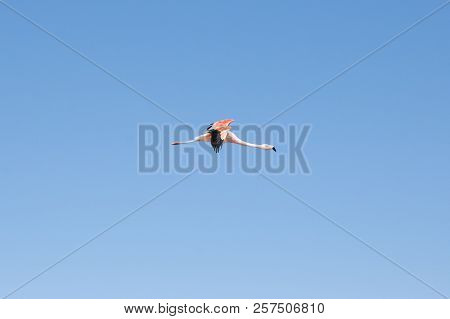 Pink Flamingo In Flight - Chaxa Lagoon - Chile