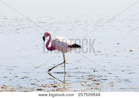 Pink Flamingo - Chaxa Lagoon - Chile