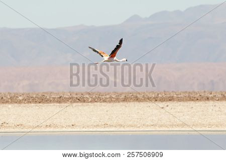 Pink Flamingo - Chaxa Lagoon - Chile