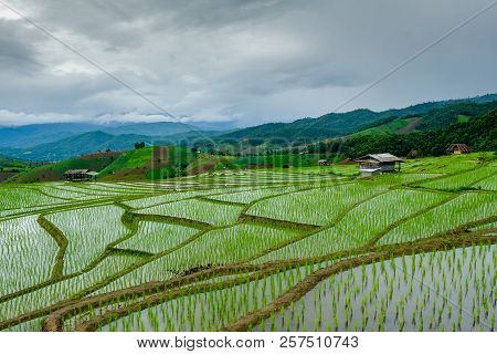 Rice  Terrance In Green Season Chiangmai Thailand