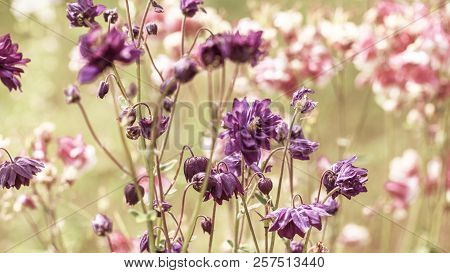 Beautiful Meadow Field With Wild Flowers. Autumn Or Summer Wildflowers Closeup. Health Care Concept.
